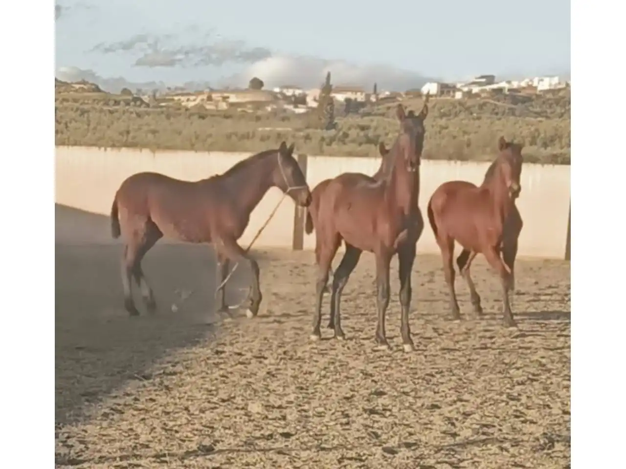 Inmuebles singulares en venta en Cuevas del Campo, imagen 34