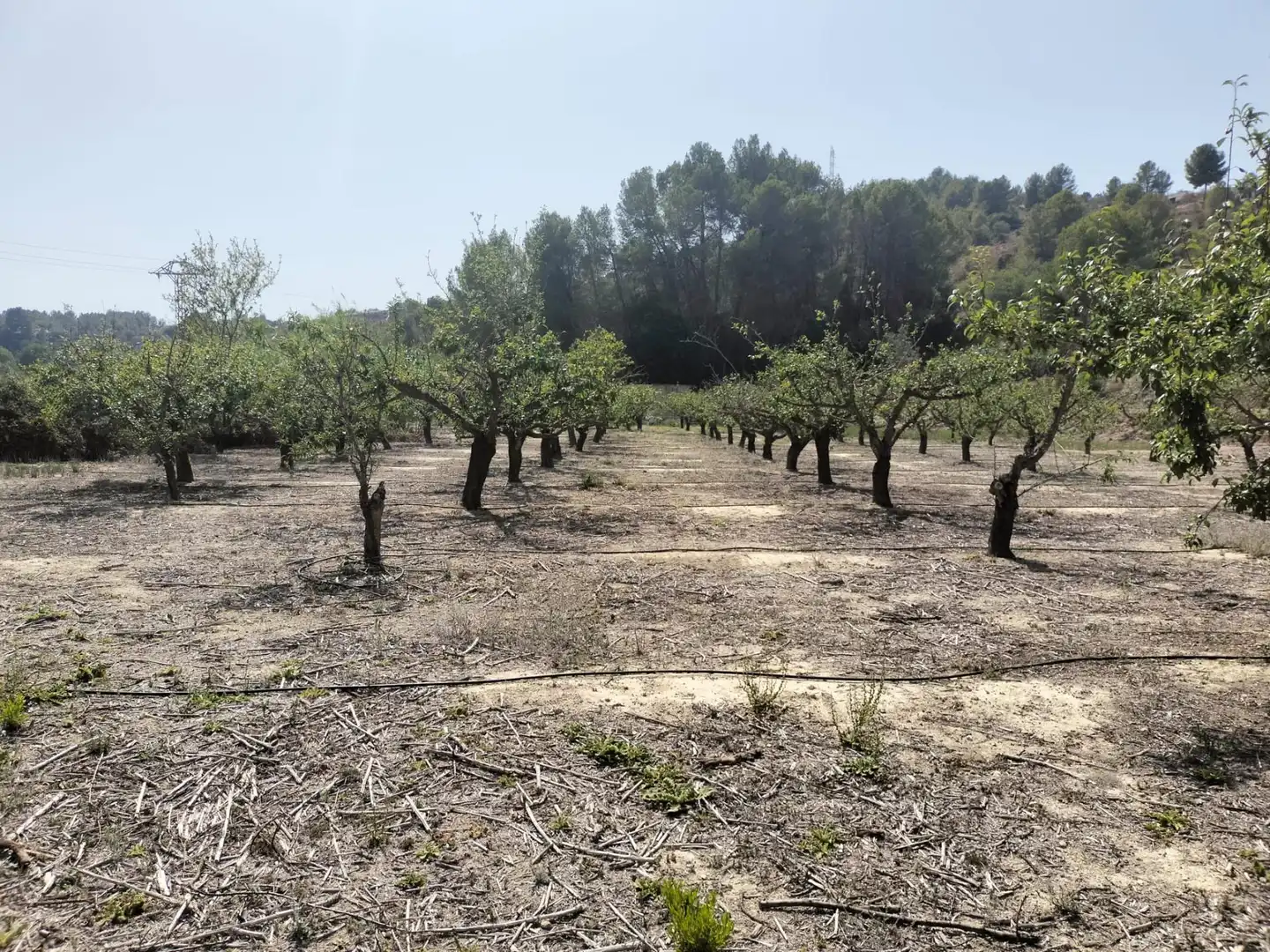 Local en venta en L'Alcúdia de Crespins