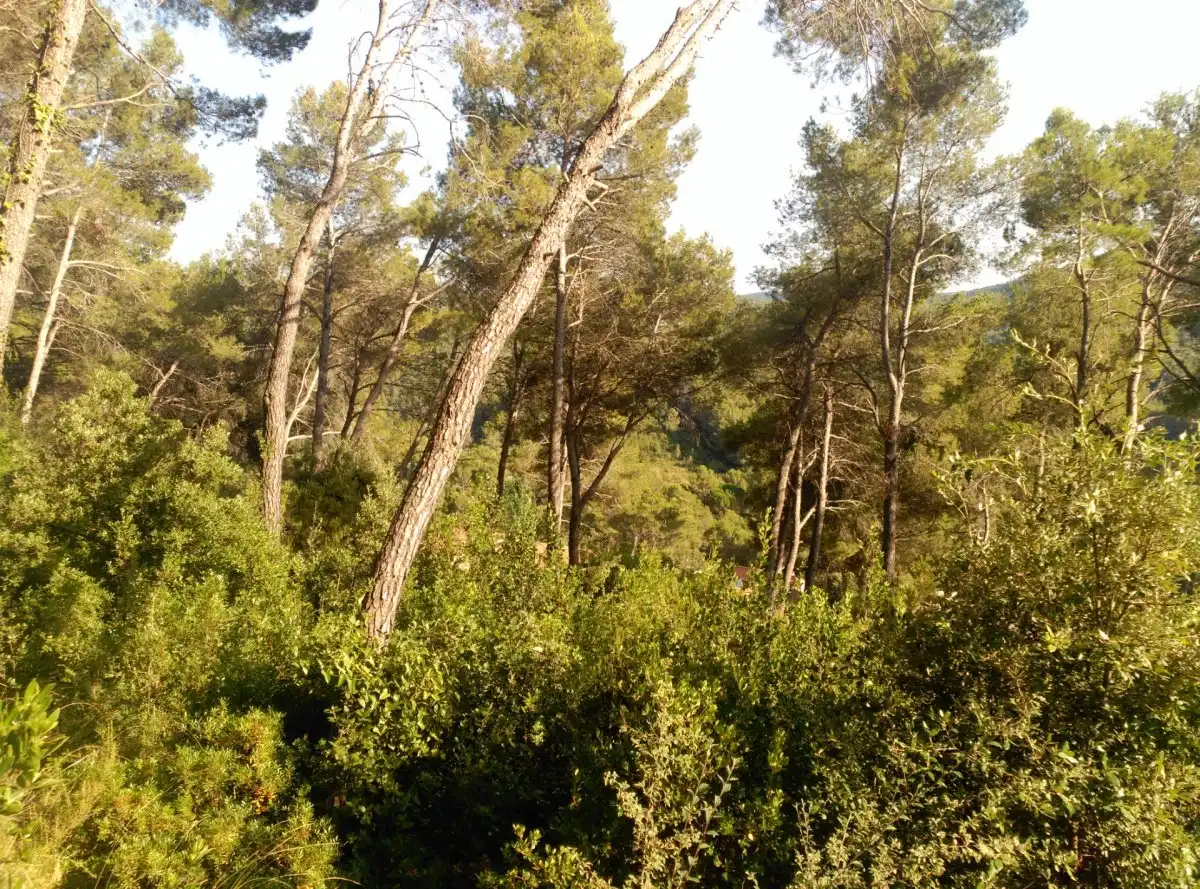 Terreni e lotti in vendita a Corbera de Llobregat, imagen 18