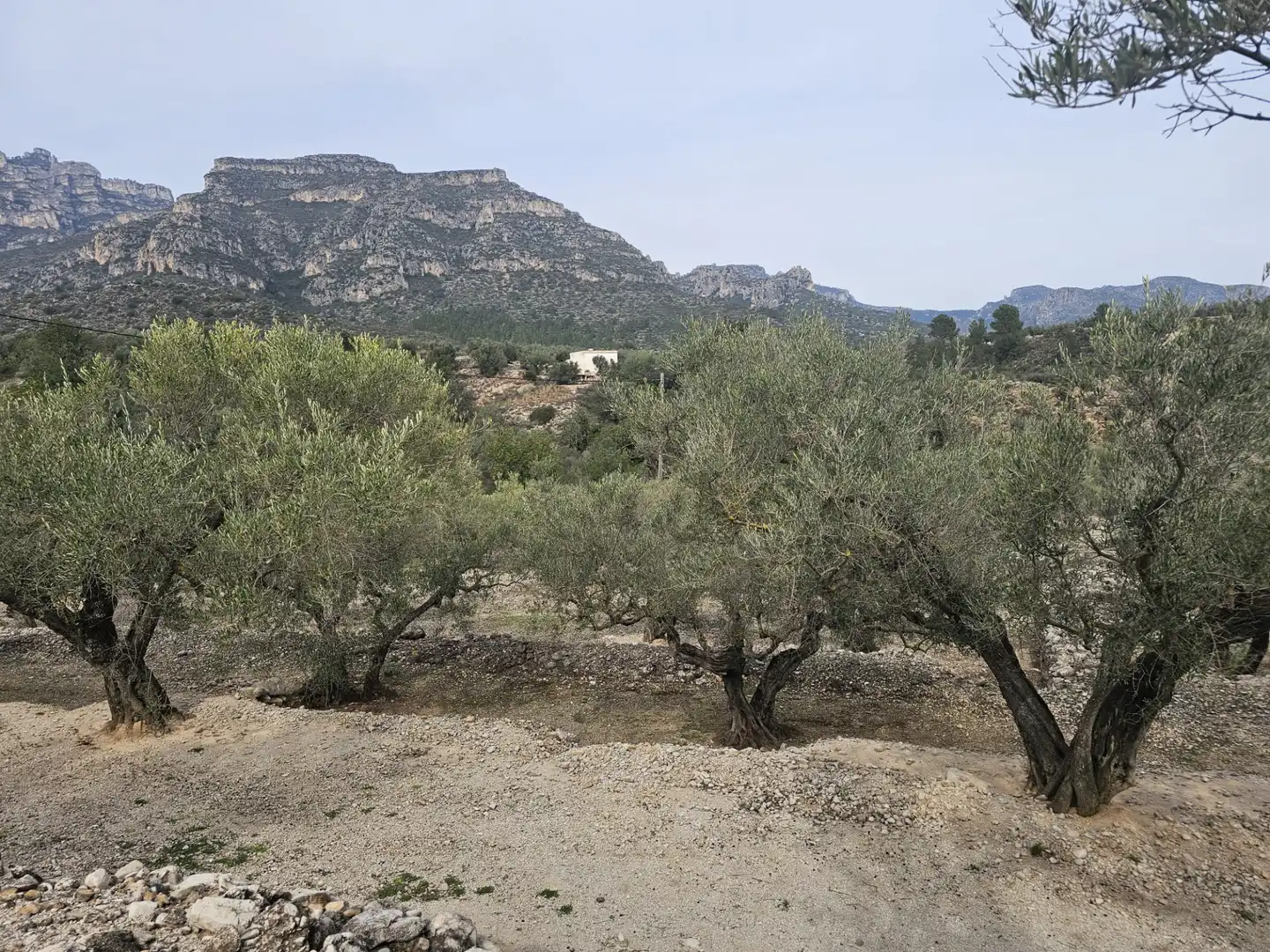 Rural land for sale in Roquetes, imagen 18