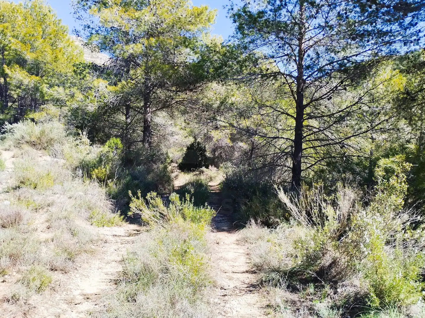 Terreno en venta en La Morera de Montsant