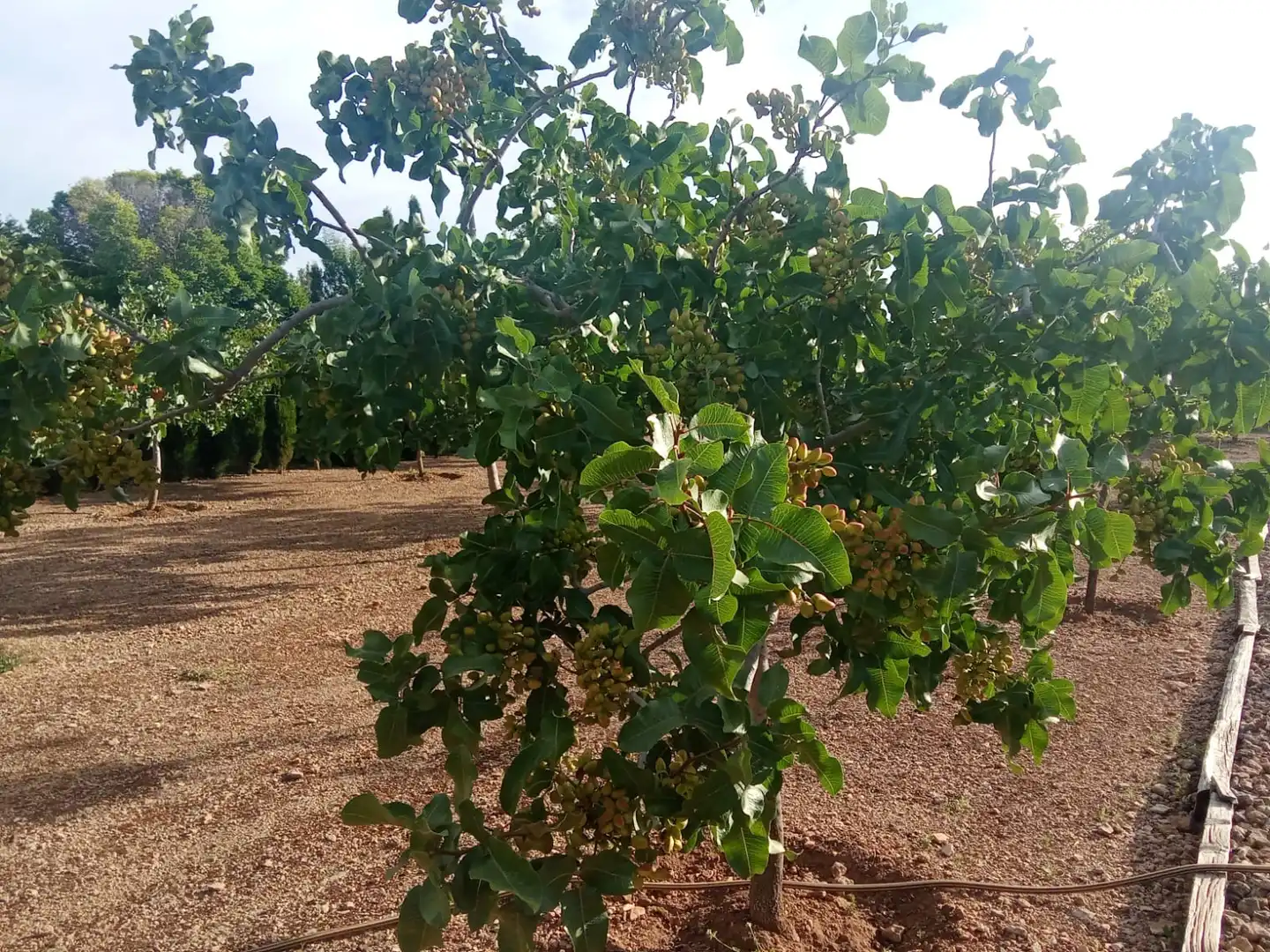 Jardín de Terreno en venta en Ciudad Real