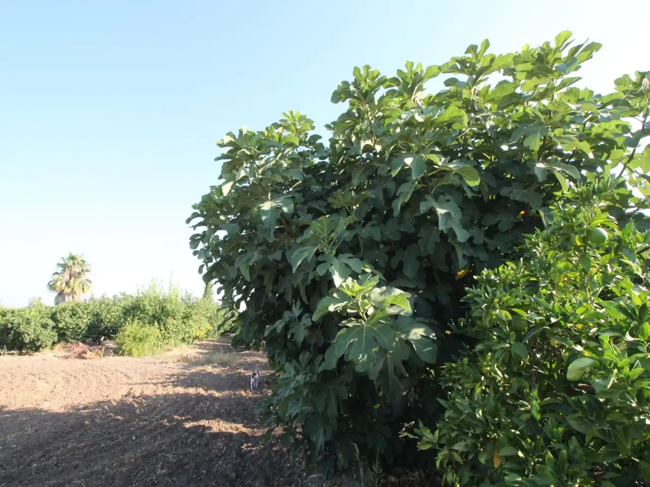 Terreno rustico in vendita a Calle Poniente 13, imagen 19