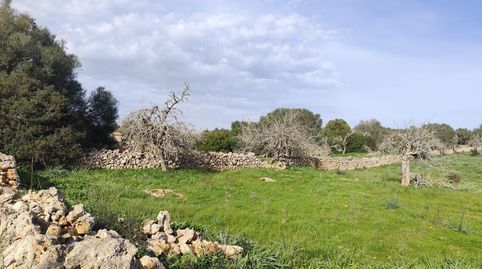 Foto 4 de Finca rústica en venda a Santa Margalida Poble, Santa Margalida