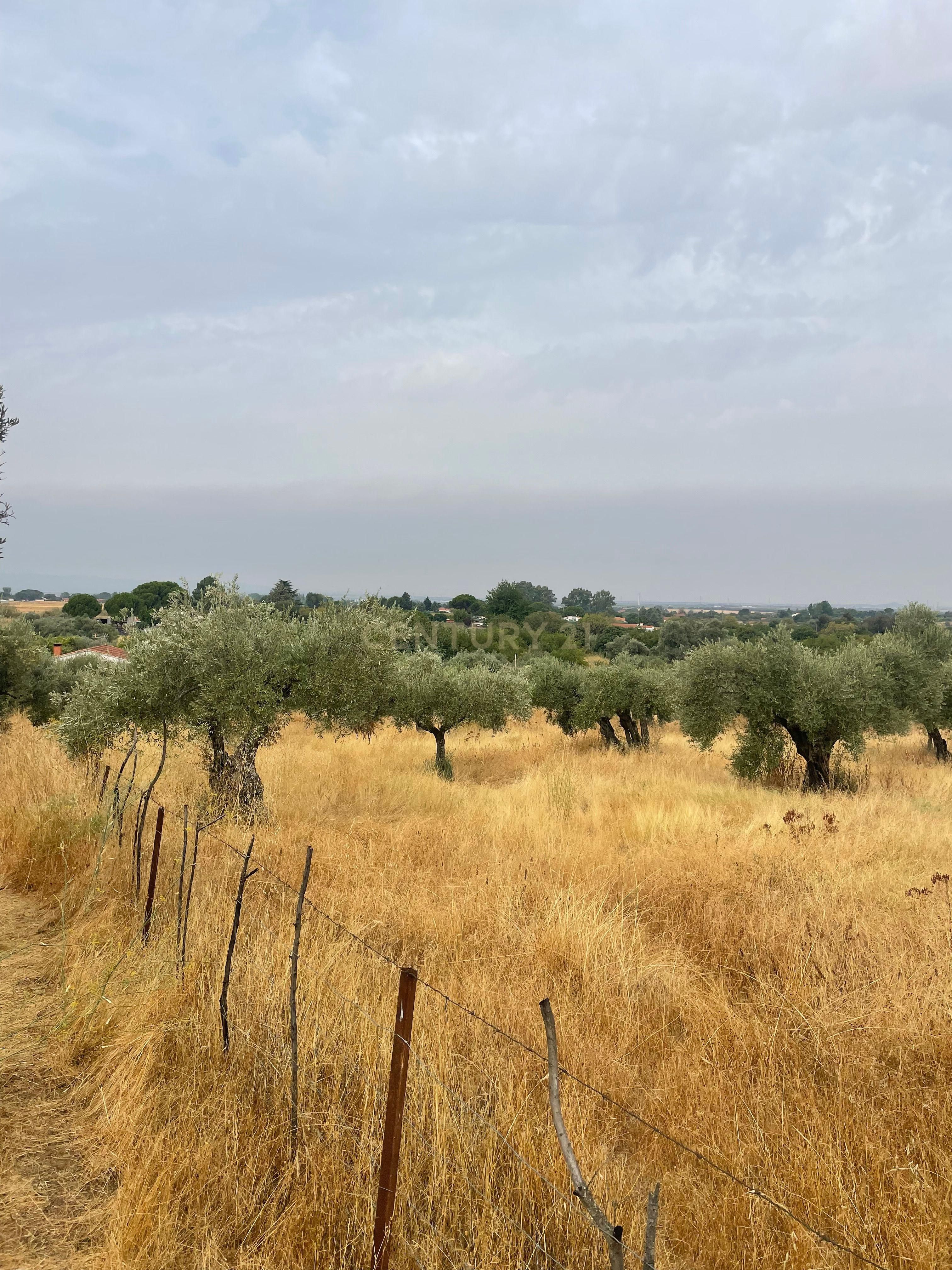 Land for sale in Millanes