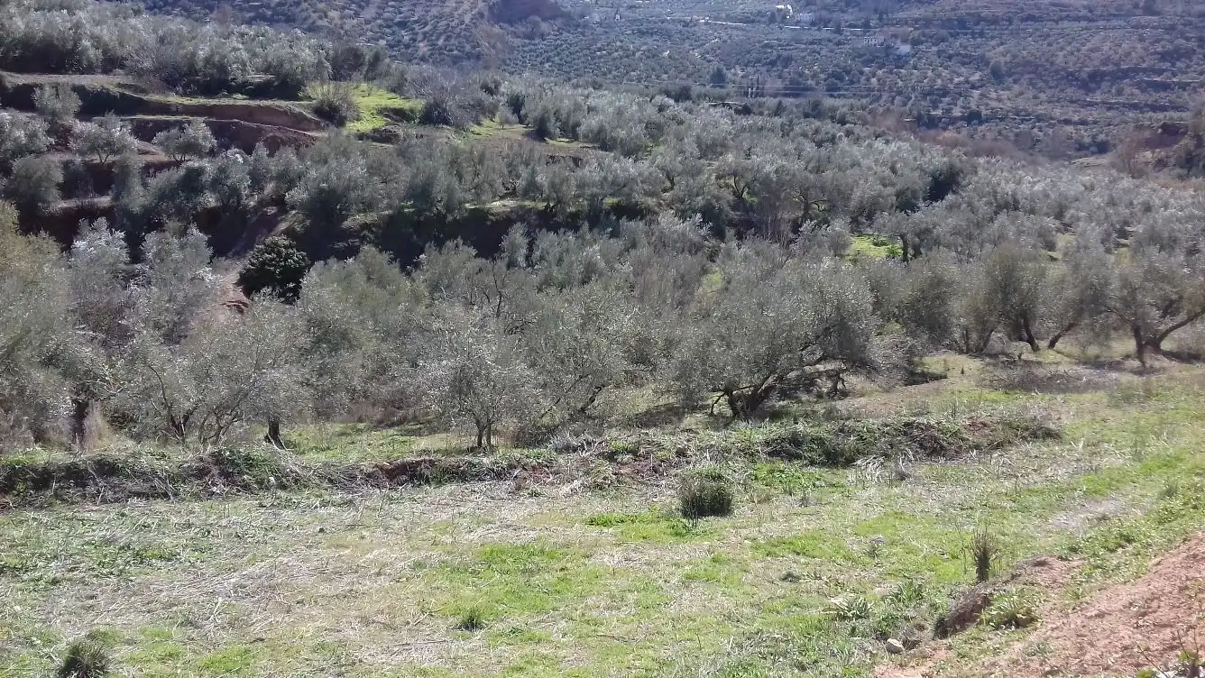Terreni e lotti in vendita a Cogollos de la Vega, imagen 2