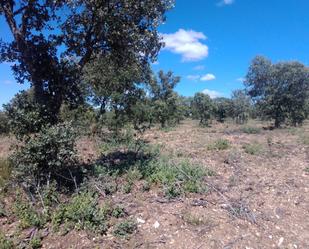 Land for sale in Ledesma