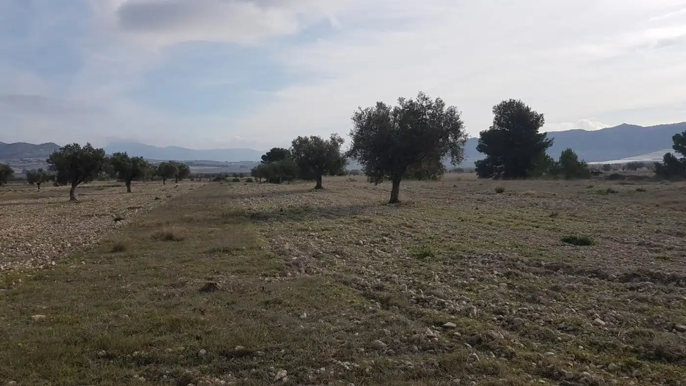 Finca rústica en venda en Salinas