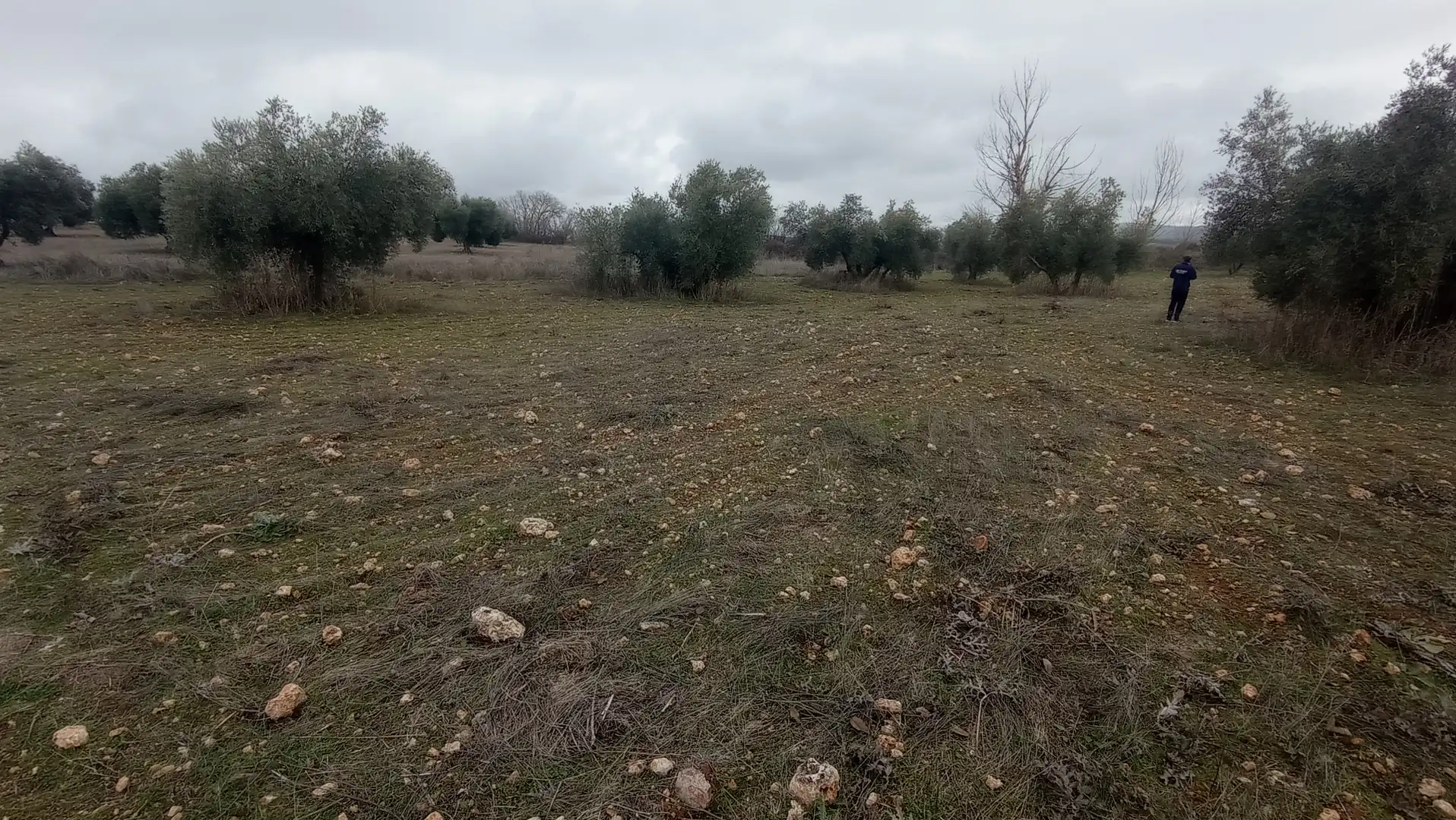 Terreny rústic en venda a Miguelturra