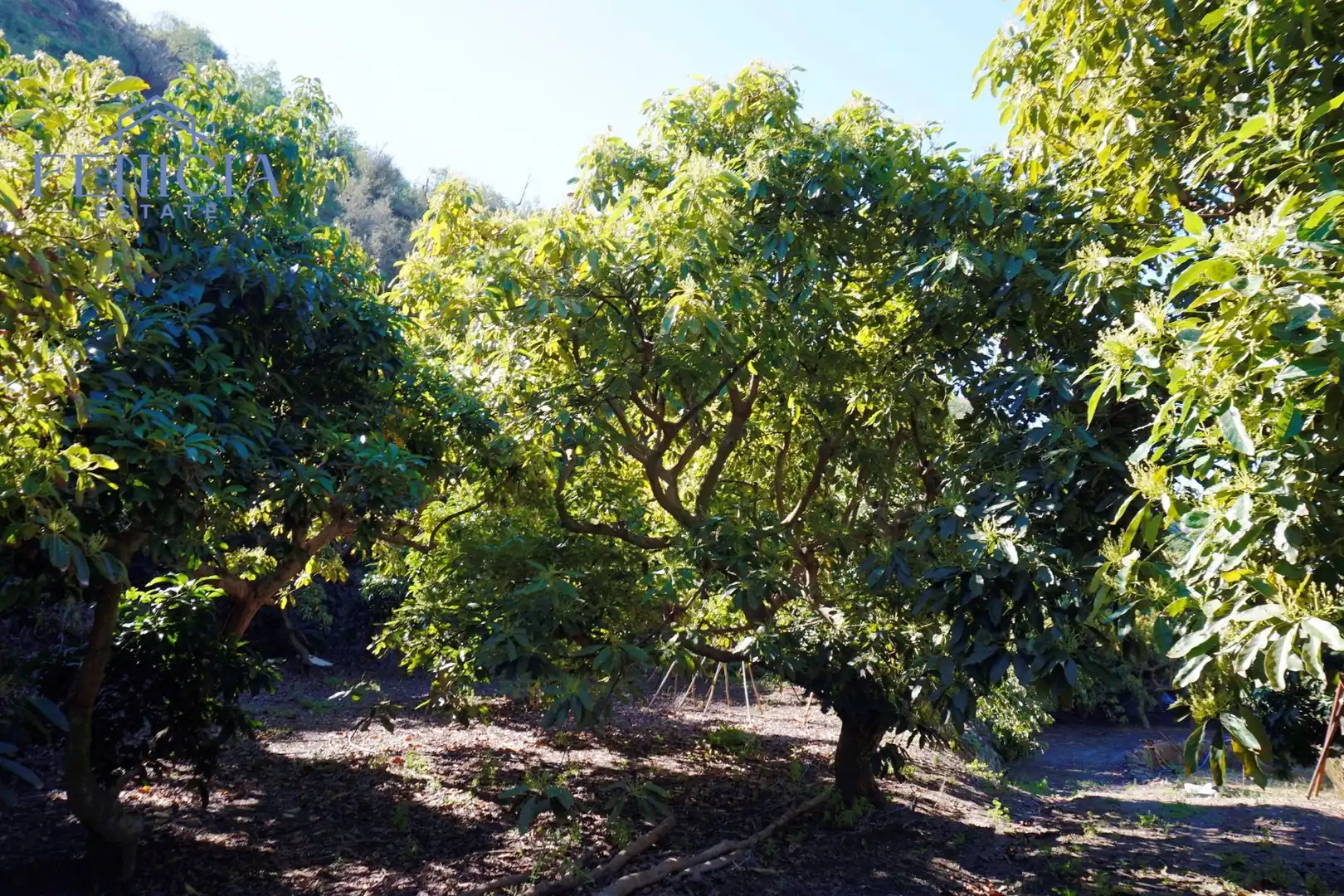 Jardín de Terreno en venta en Ítrabo