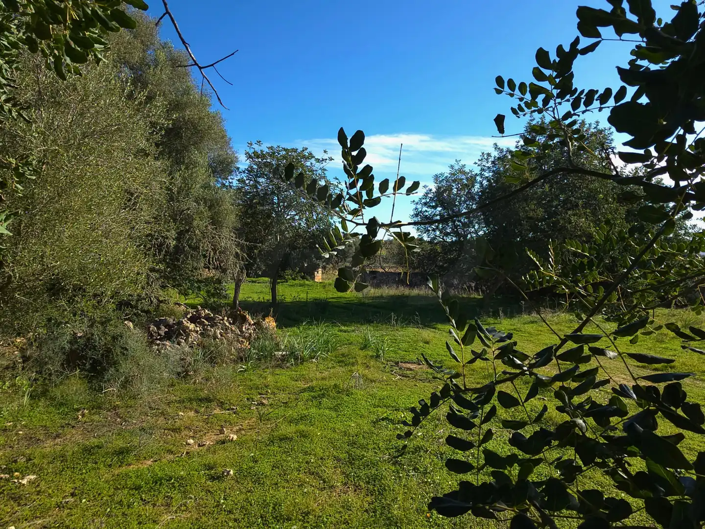 Terreni e lotti in vendita a Santa Margalida Poble, imagen 21