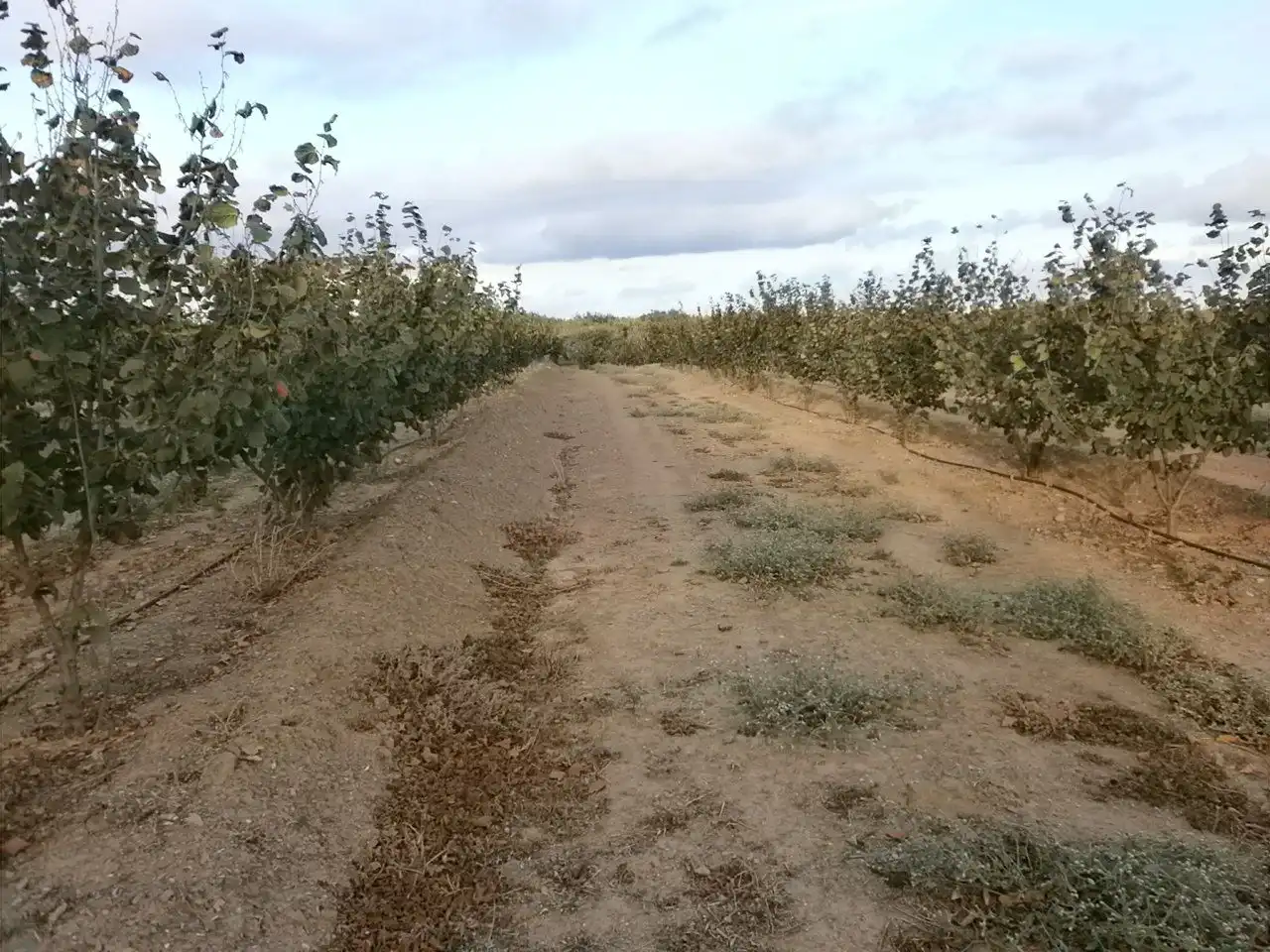 Rural land for sale in Castellvell del Camp, imagen 24