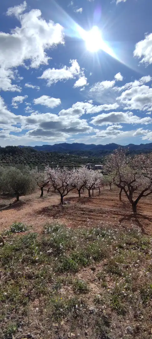 Rural land for sale in Carrer de la Muntanya 3, imagen 14