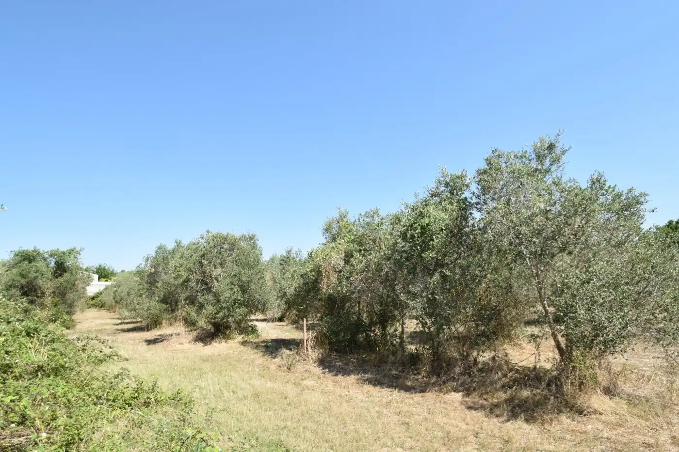 Country homes for sale in Vilanova i la Geltrú  with Terrace and Balcony