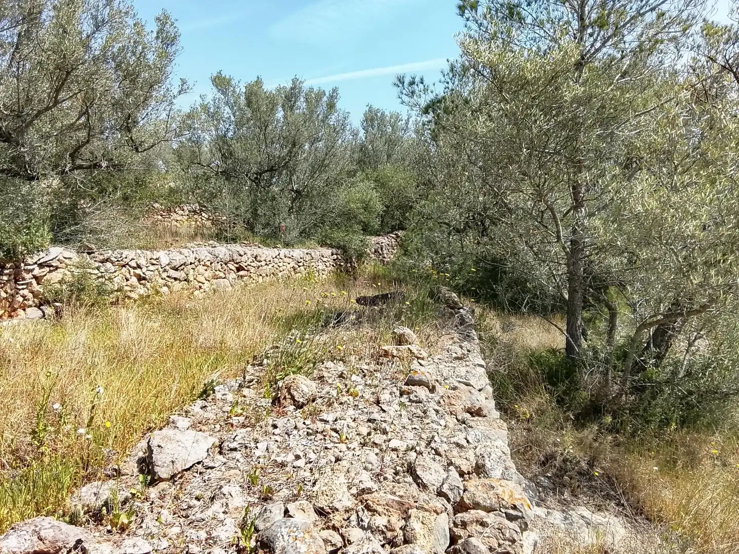 Rural land for sale in l'Aldea, imagen 6