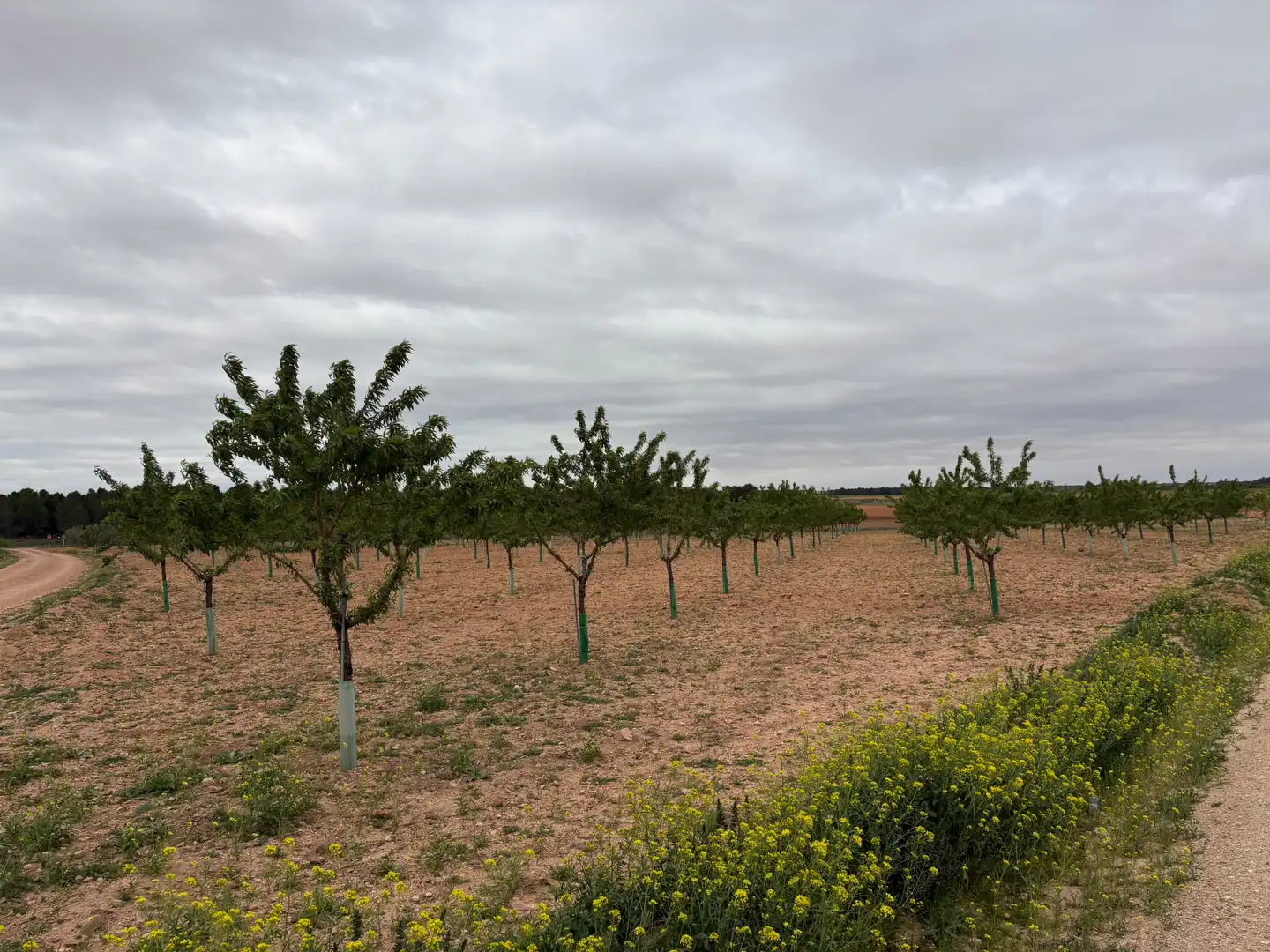 Rural land for sale in El Bonillo