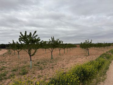 Terreno rustico in vendita a El Bonillo