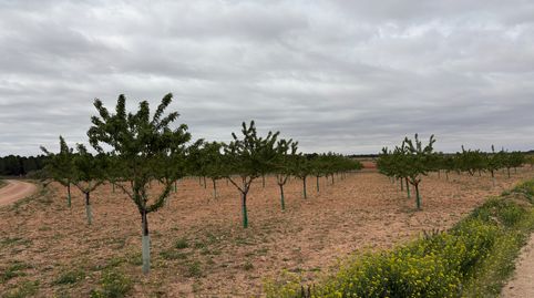 se vende parcela de almendros en producción