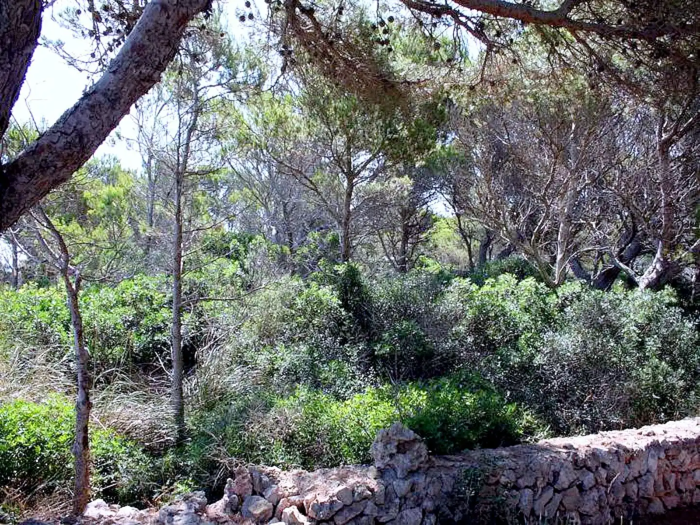 Terreny residencial en venda a Cala Morell