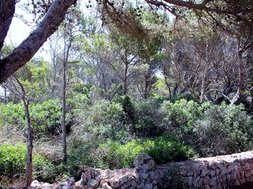 Wohnbaugrundstück zum Verkauf in Cala Morell