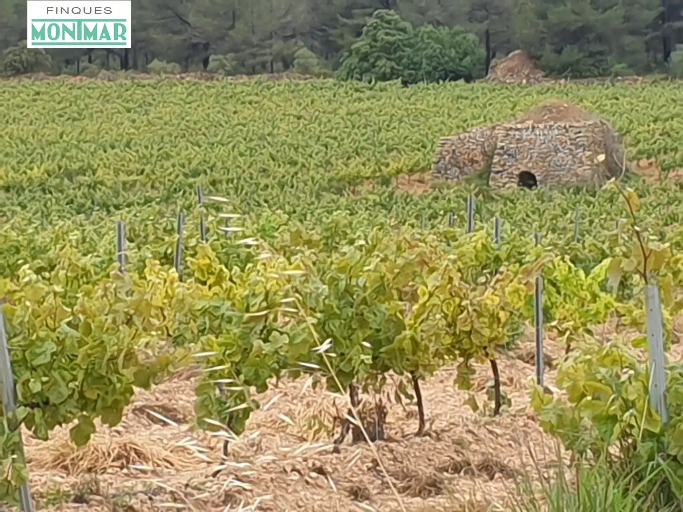 Vista exterior de Finca rústica en venda en El Pla de Santa Maria