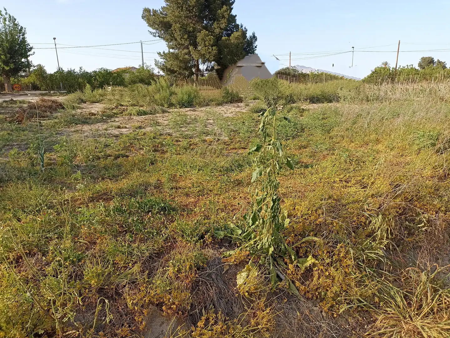 Terrenys i solars en venda a Diseminado Camino Viejo Orihuela 54, imagen 7