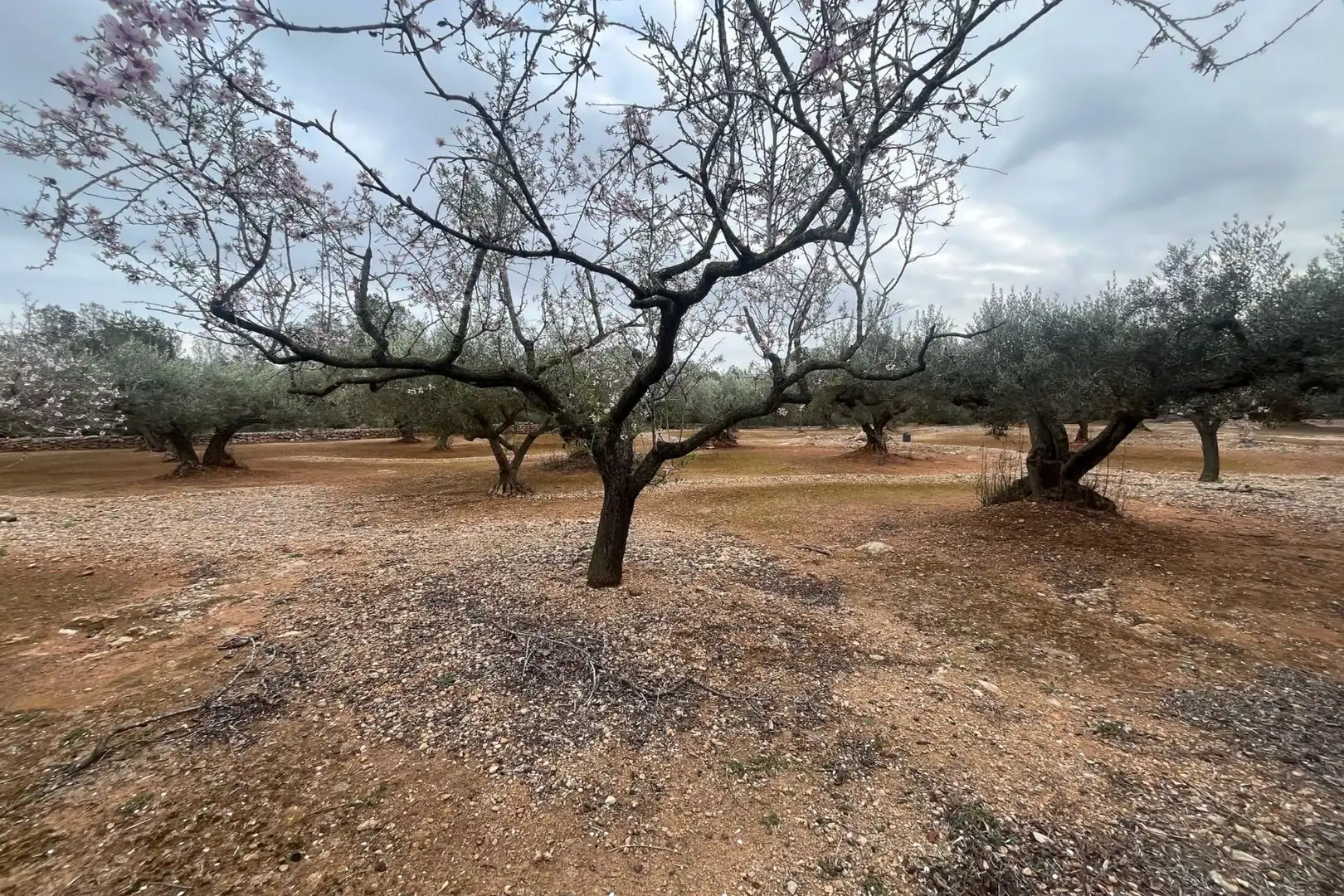 Finca rústica en venta en L'Ampolla con Terraza