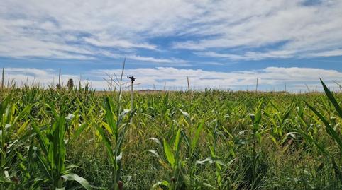 Foto 4 de Terreny en venda a  Finca Rehacios Angostos, Puerta, Riolobos, Cáceres
