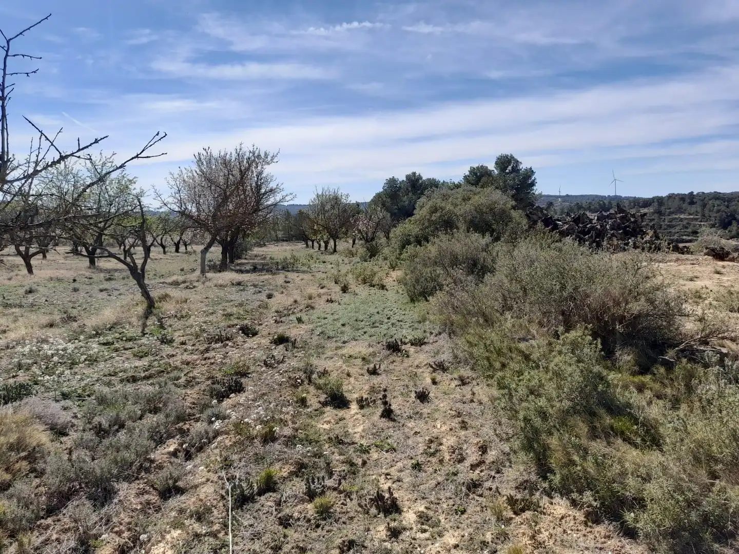 Rural land for sale in Batea, imagen 9