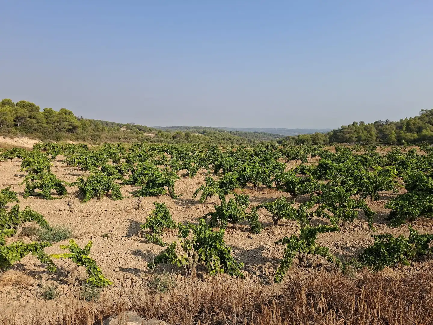 Terreno en venta en Nonaspe