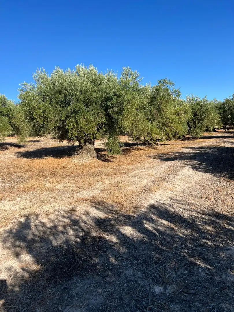 Terreny rústic en venda a Priego de Córdoba, imagen 2