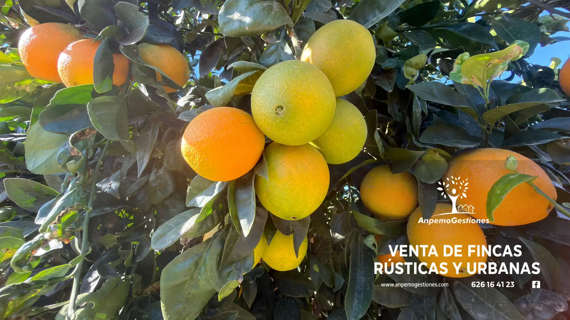 Jardín de Terreno en venta en Peñaflor, Sevilla