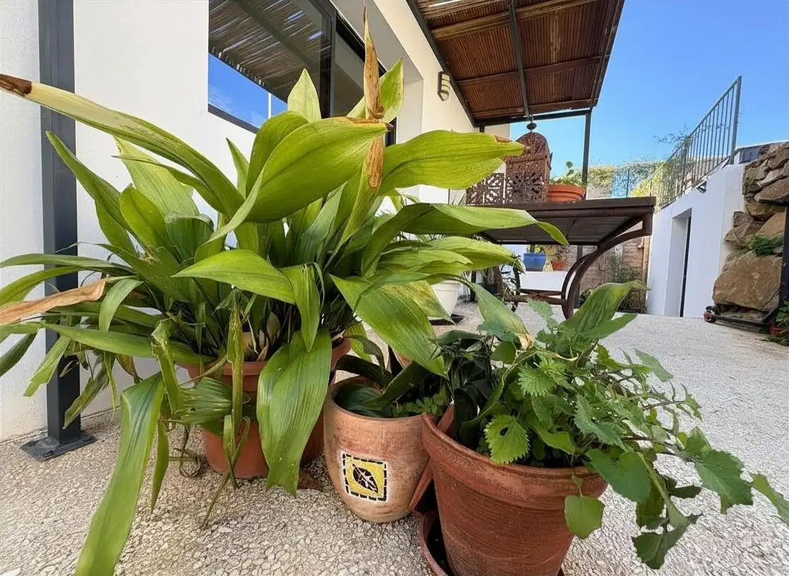 Terraza de Casa o chalet en venta en Algeciras con Terraza, Trastero y Balcón