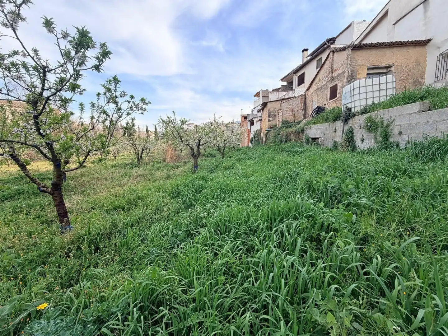 Terreno rustico in vendita a Albaida, imagen 8
