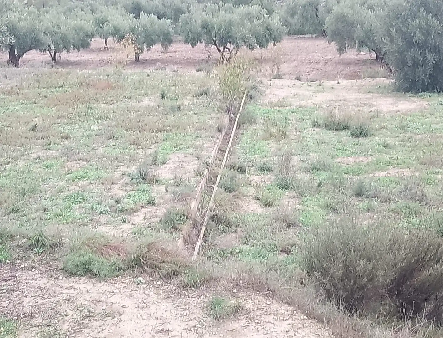 Terreni e lotti in vendita a FINCA, imagen 3