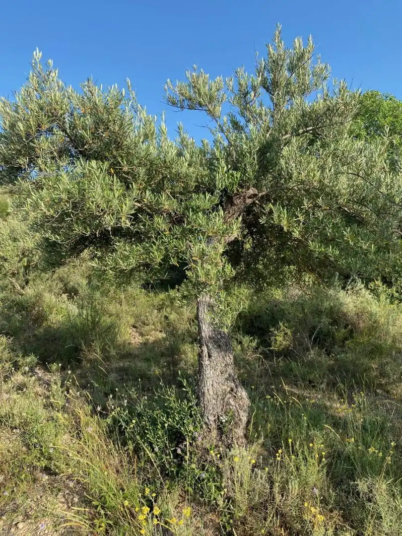 Grundstücke zur Miete in Loranca de Tajuña