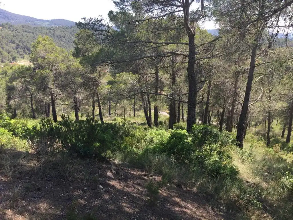 Terreny rústic en venda a BAIX PENEDES, imagen 8