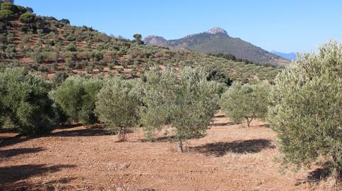 Foto 5 de Terreno en venta en Ca-4223, 18, El Gastor, Cádiz