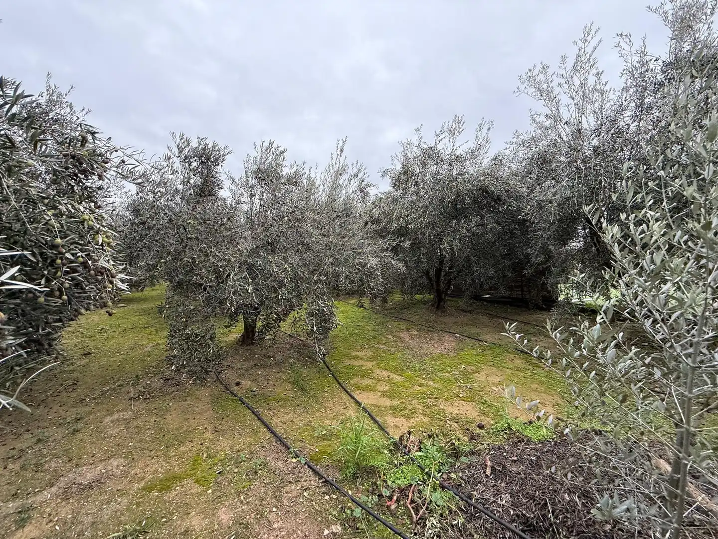 Finca rústica en venta en Torres de Segre con Jardín privado, Terraza y Internet