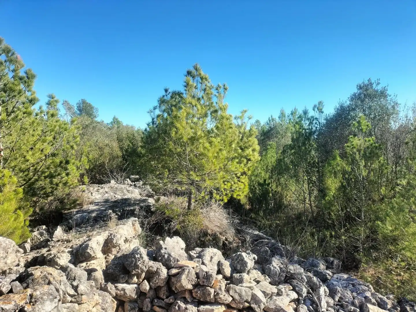Terreno rustico in vendita a Polígono 6 Parcela 31 CARRASQUETA. NAVARRES (VALE 6, imagen 5