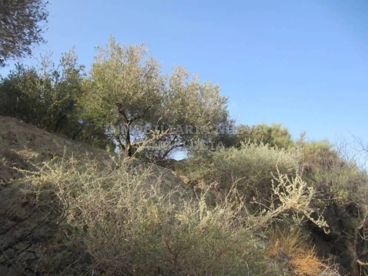Terreny rústic en venda a Canjáyar, imagen 4