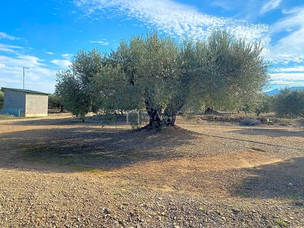 Rural land for sale in Partida Pedres, imagen 5