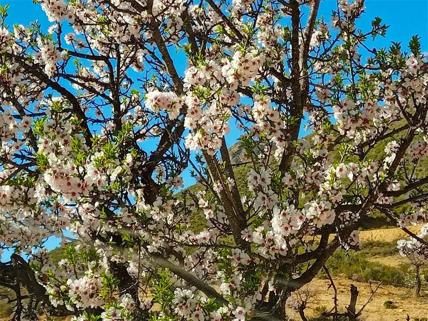 Garden of Land for sale in Lorca
