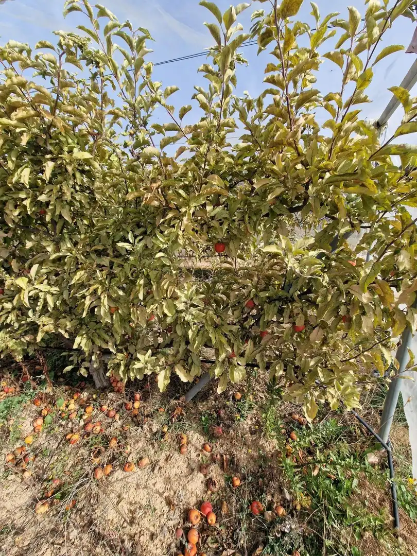 Maison rustique avec jardin à vendre à Cogollos de la Vega, imagen 25