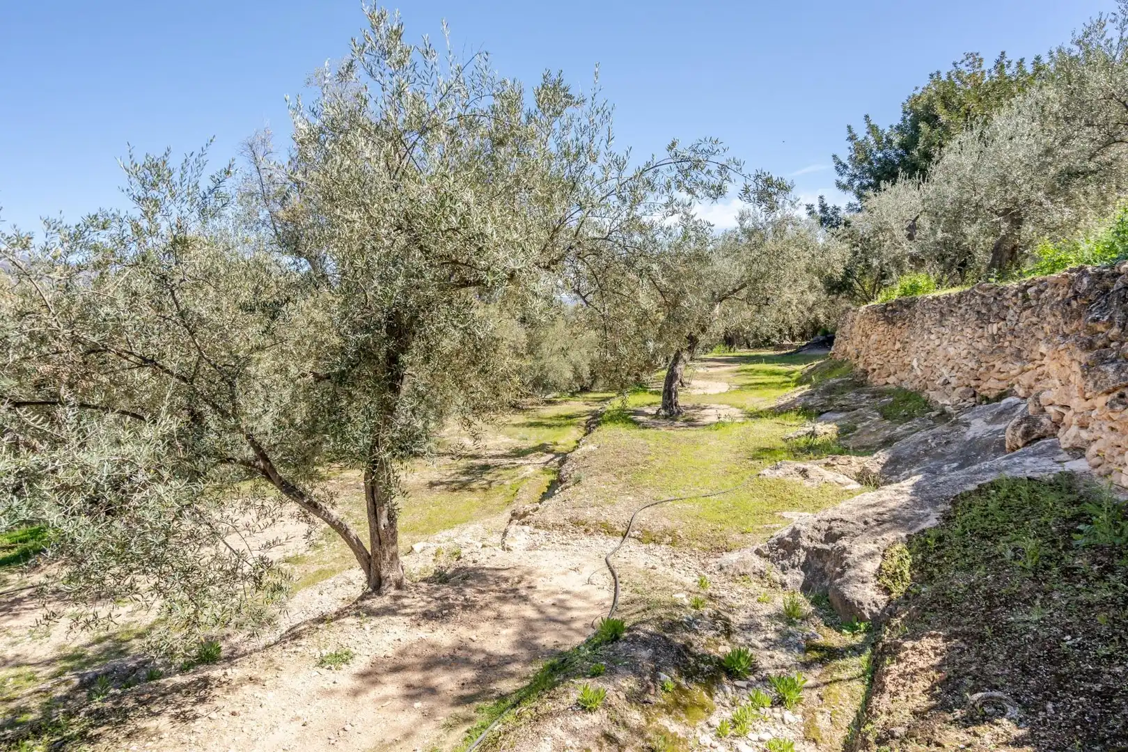Land for sale in El Pinar