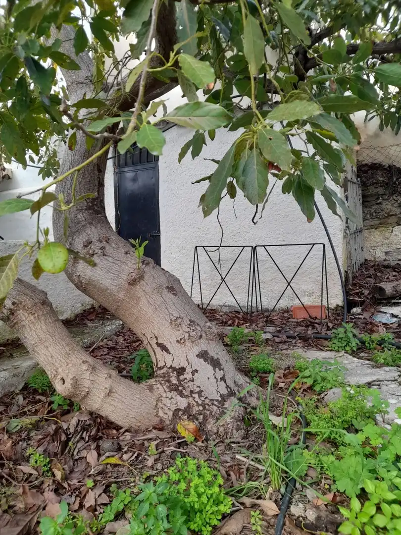 Jardín de Finca rústica en venta en Frigiliana con Calefacción, Jardín privado y Terraza