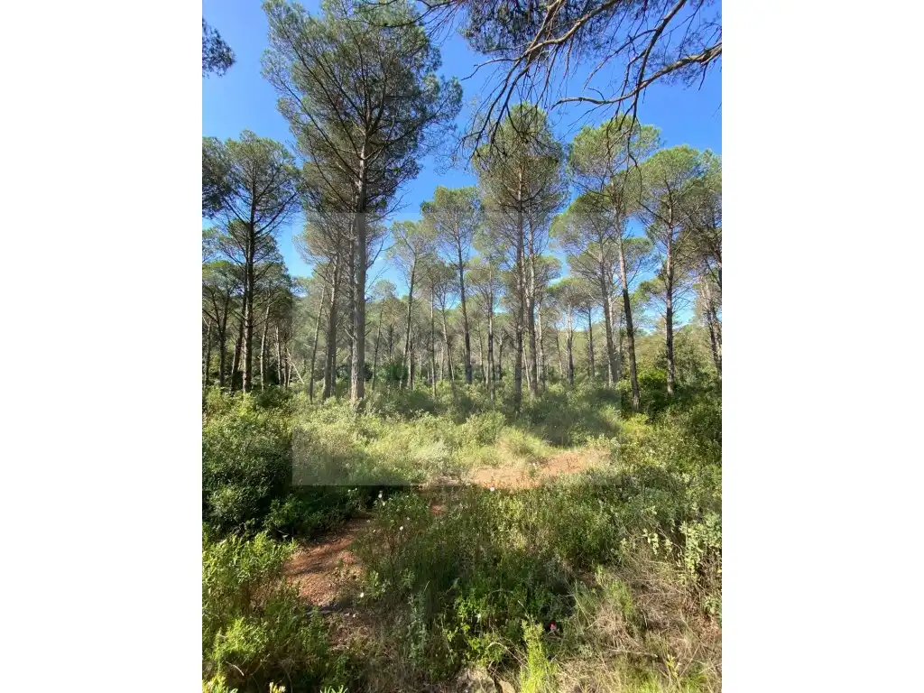 Land for sale in Pals