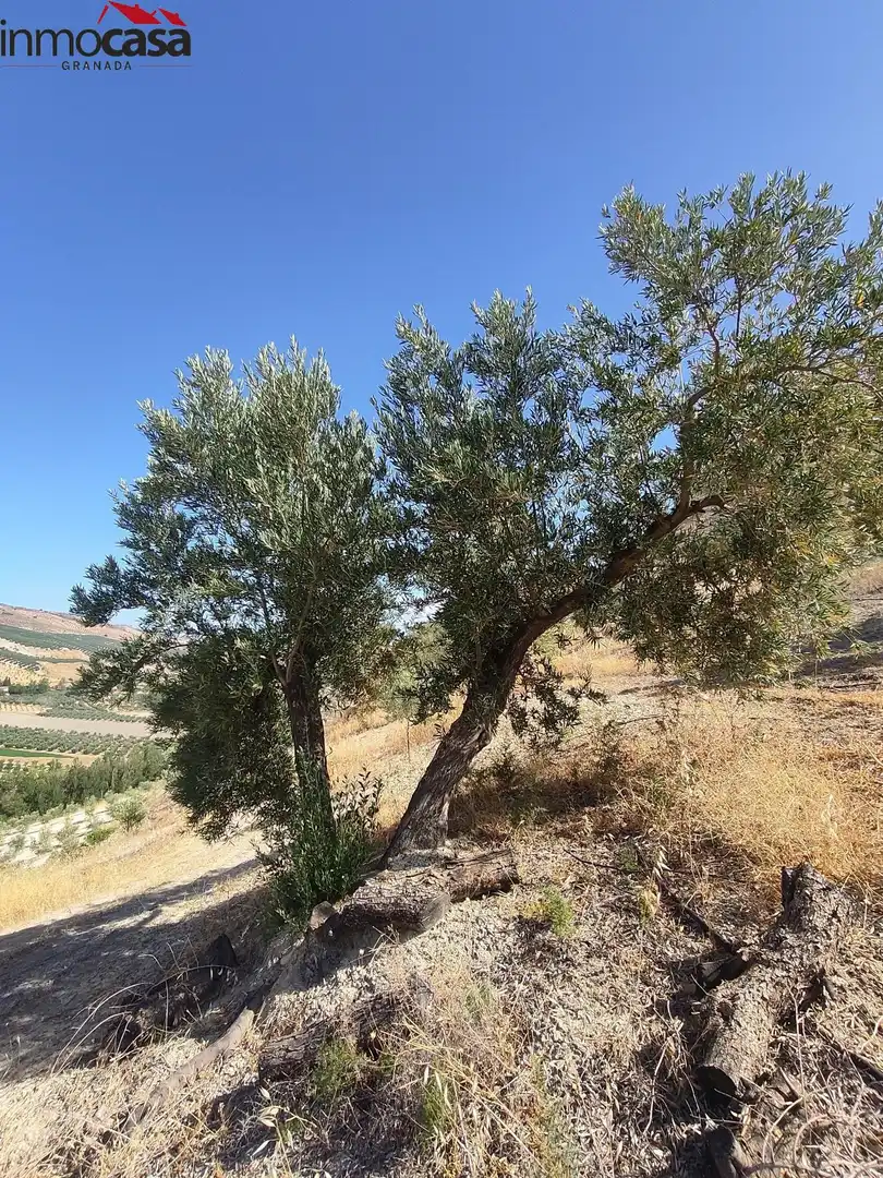 Rural land for sale in Santa Cruz del Comercio, imagen 18
