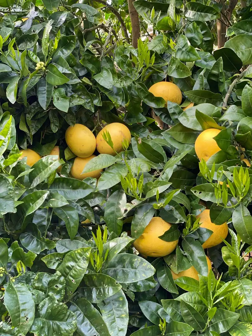 Garten von Gebäude zum Verkauf in Valdés - Luarca, Asturias