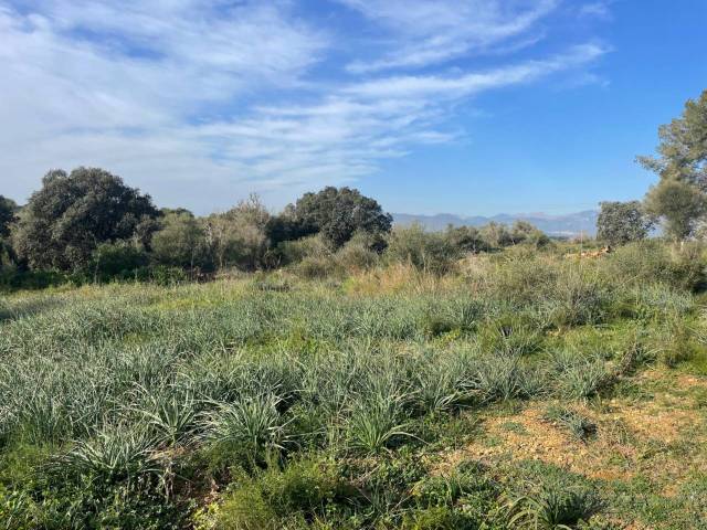 Terreno en Venta en Llubí